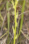 Baldwin's milkwort